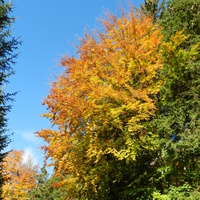 Kolorowa jesień w górach