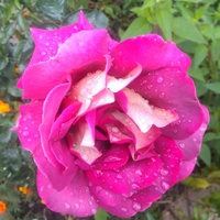 Róża dla dzisiejszych Solenizantek :)