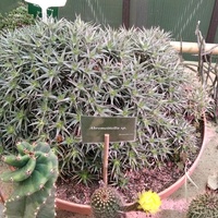 Sukulentowo kaktusowo....