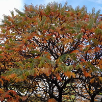 Sumak octowiec,kolory jesieni