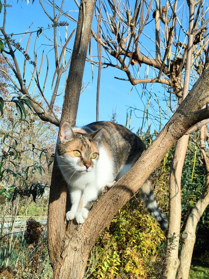 A na drzewie kotki :)