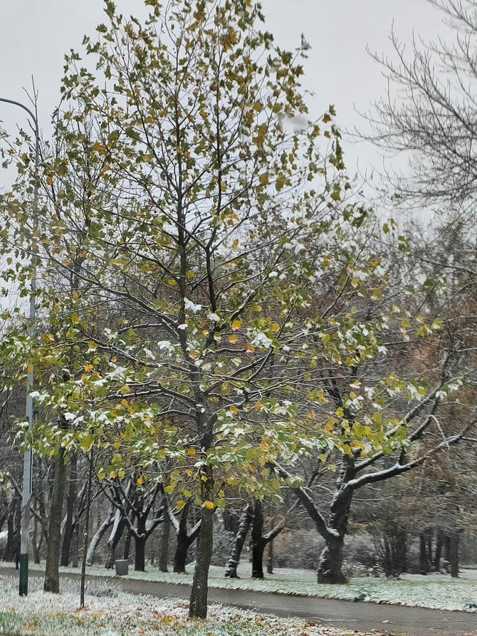 Drzewa zakwitły?