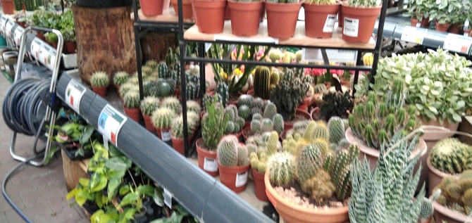 Kaktusowo....