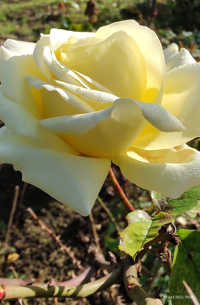 Róża (Rosa L.) jeszcze kwitną , miłego popołudnia