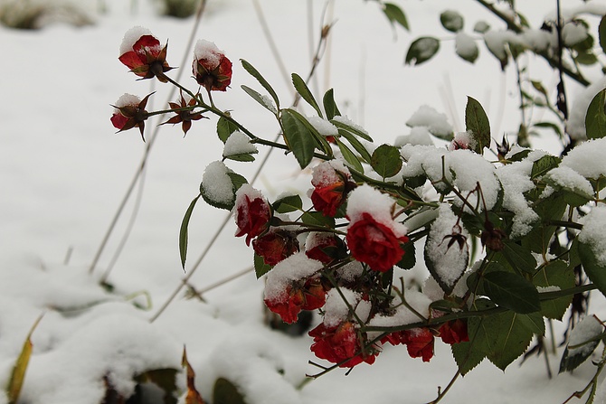 Róże w zimowej odsłonie...