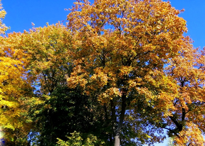 Słoneczny i kolorowy listopad