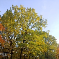 Drzewa w parku 