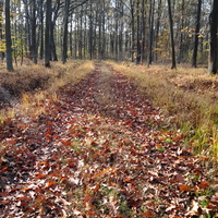 Leśna ścieżka jesienią