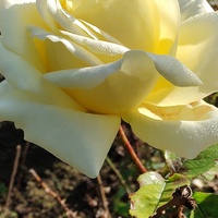 Róża (Rosa L.) jeszcze kwitną , miłego popołudnia
