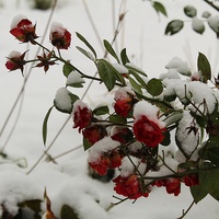 Róże w zimowej odsłonie...