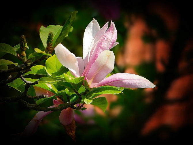 magnolia ...
