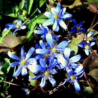 Błękit, słońce i wiosenne kwiatki :) 