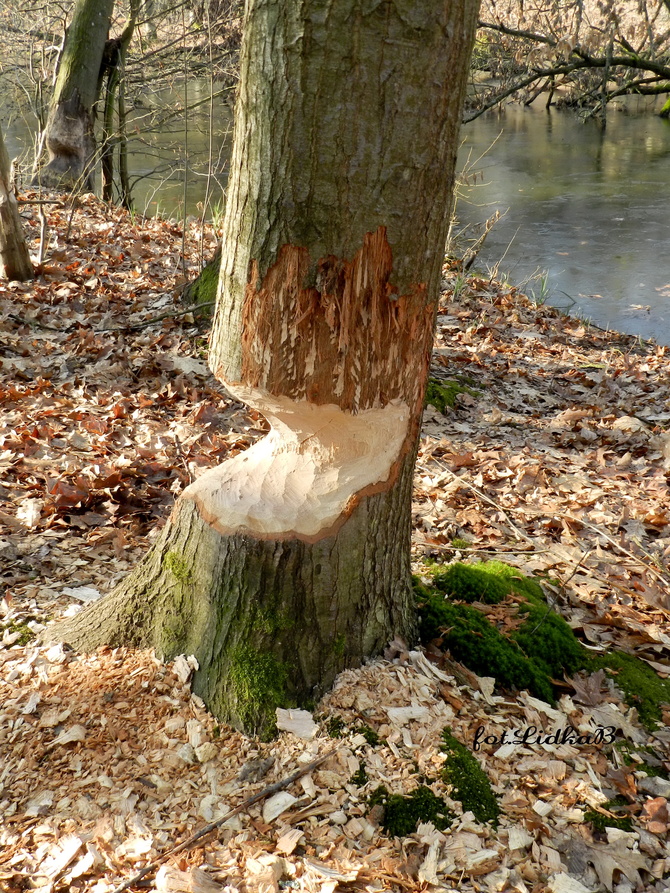 Bobry  niszczą drzewa