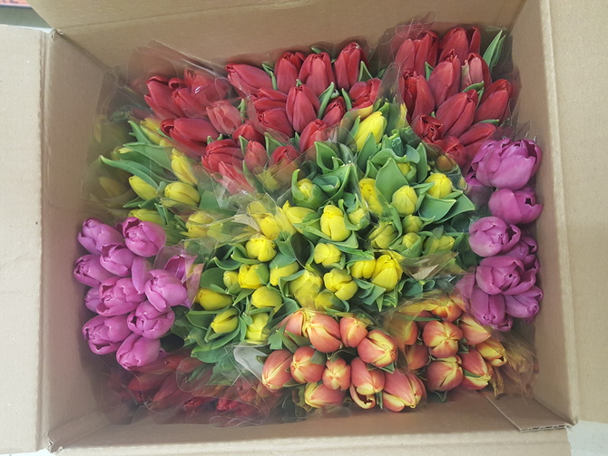 Karton tulipanowy...