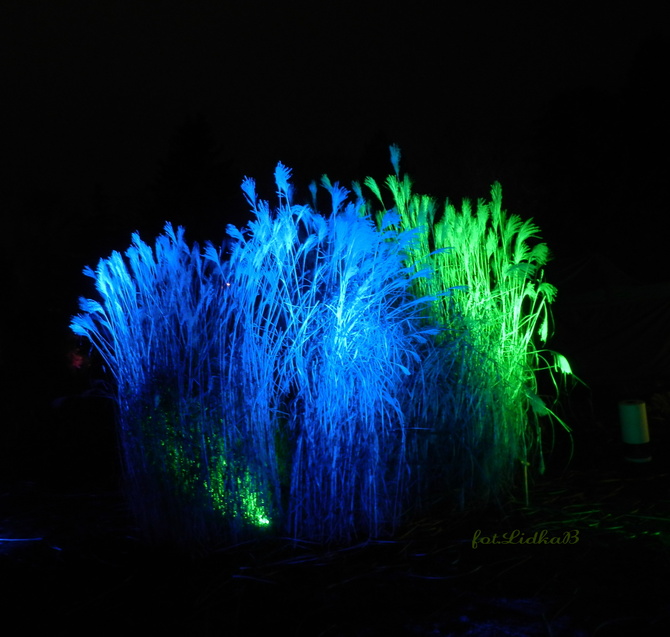 Światłogród w Ogrodzie Botanicznym