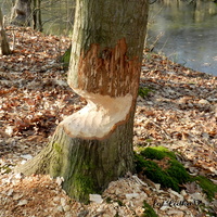 Bobry  niszczą drzewa