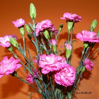 Bukiet różowych goździków