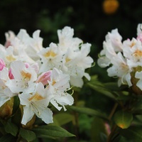 Rododendron różem muśnięty...