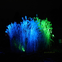 Światłogród w Ogrodzie Botanicznym