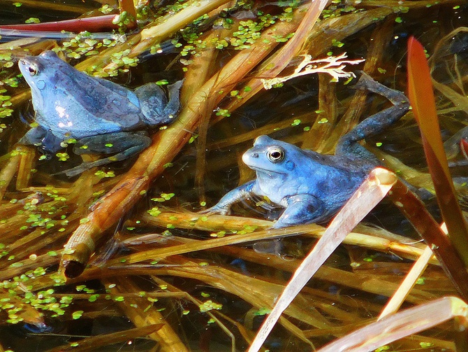 niebieskie żaby ...