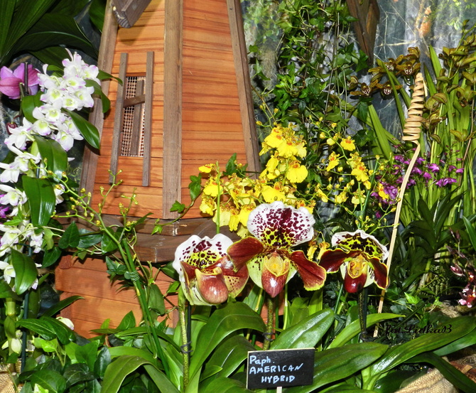 Wystawa Orchidei