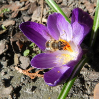 Krokus i pszczoła