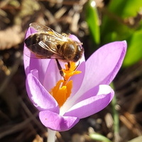 Pierwsza pszczoła 