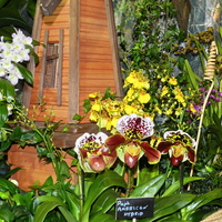 Wystawa Orchidei