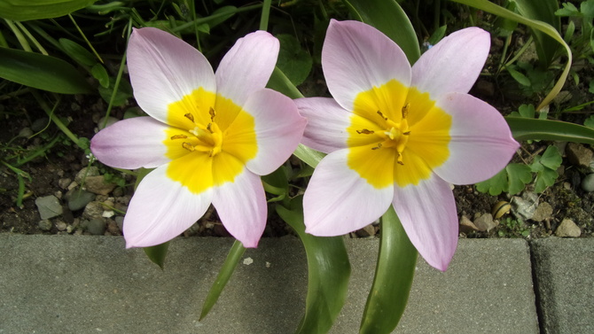 Botaniczne tulipanki.
