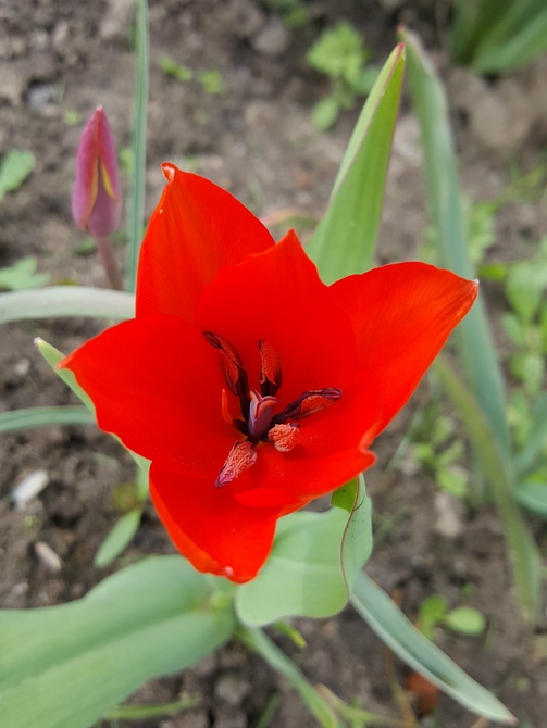 Czerwony tulip....
