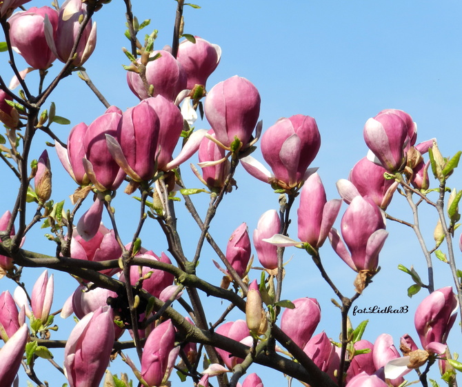 Kwiaty magnoli