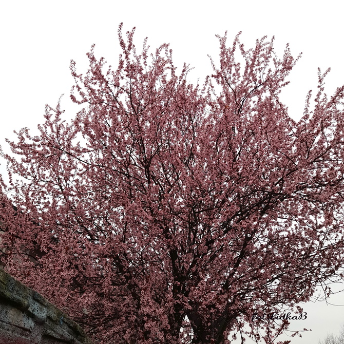 Kwitną drzewa