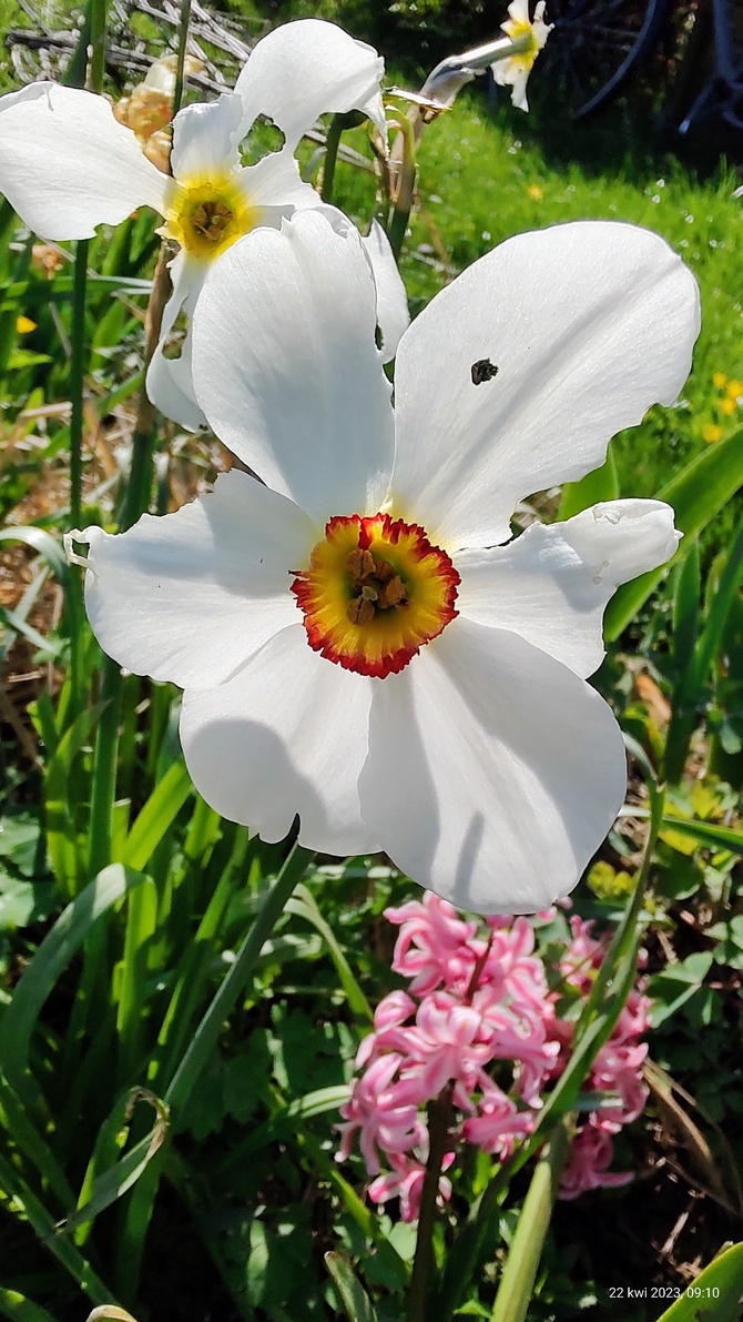 Narcyz jak z ogródka babuni - Narcissus poeticus
