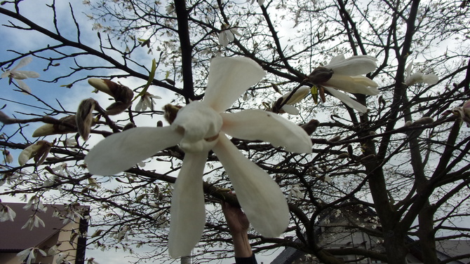 Pozdrawiam magnoliowo.