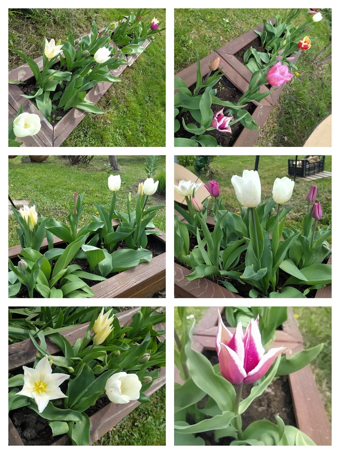 Przegląd tulipanów:) 