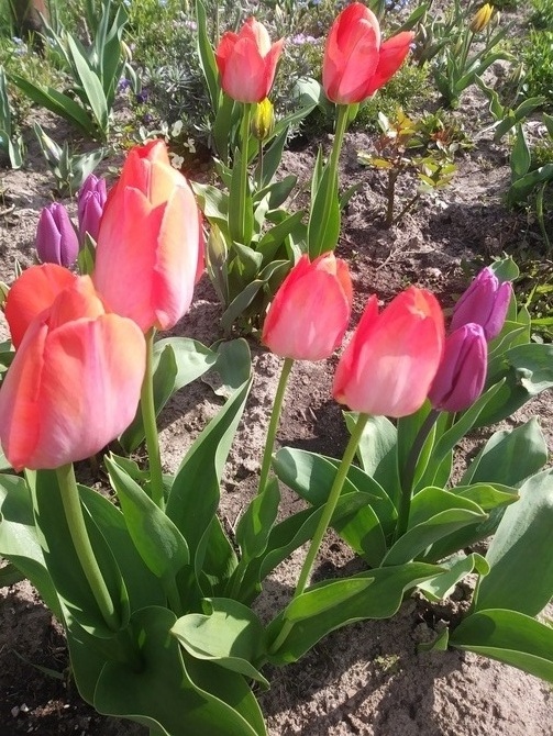 Tuli- tulipany 