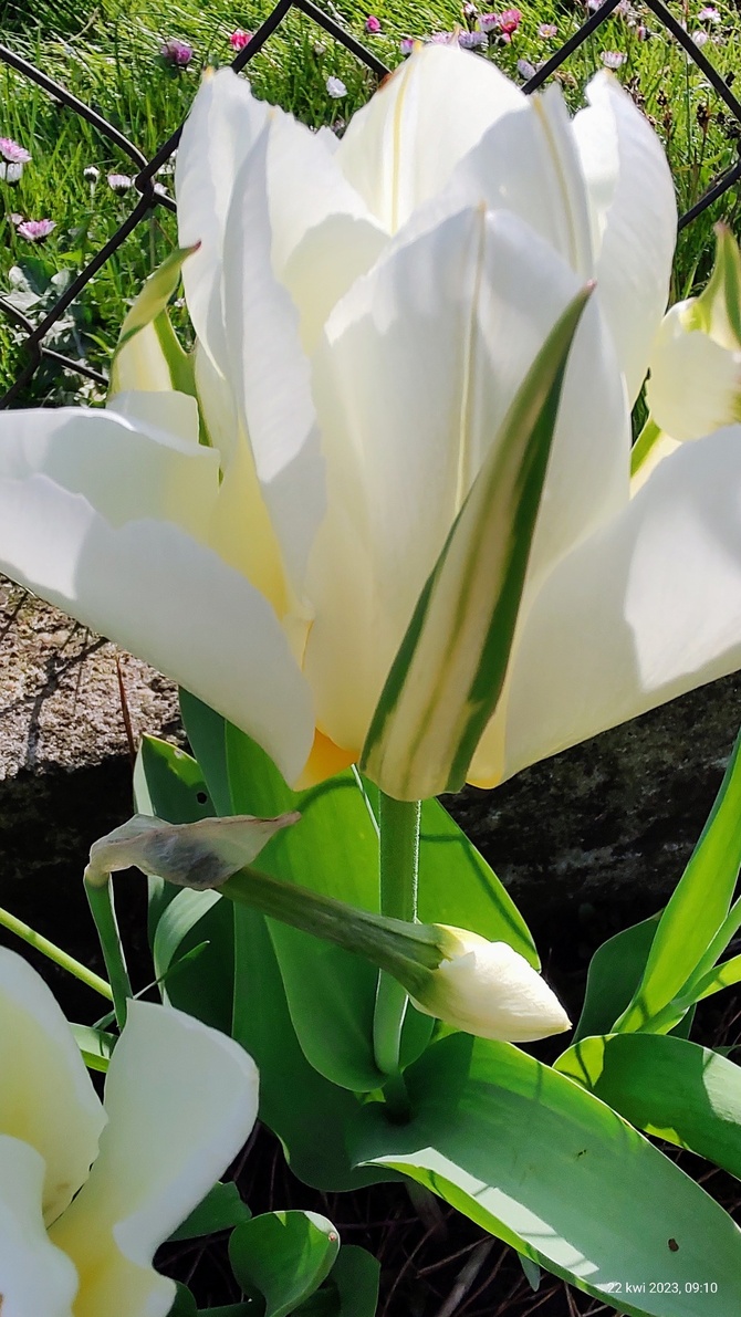 Tulipan (Tulipa L.)