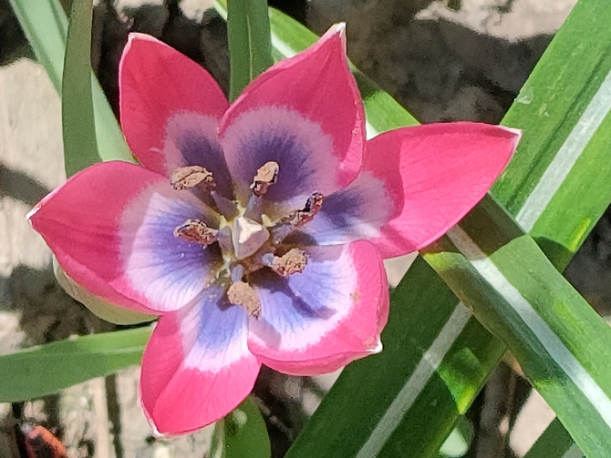 Tulipanek botaniczny