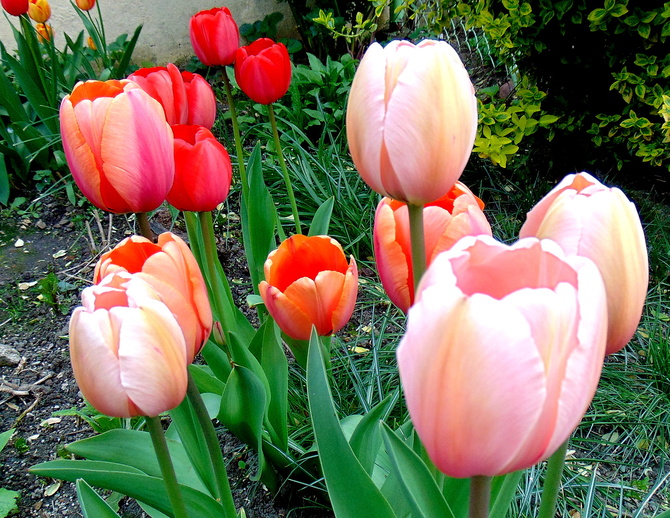 Tulipany kwitną dłużej 