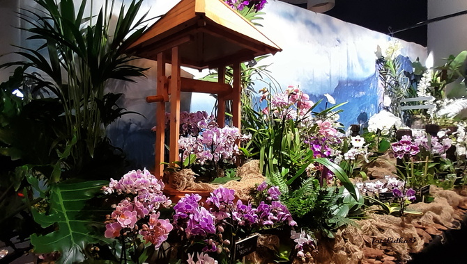 Światowa  Wystawa Orchidei,Bonsai i Sukulentów