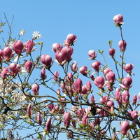 Magnolia w Ogrodzie Botanicznym