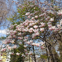 Magnolia w Ogrodzie Botanicznym