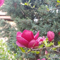 Magnolia..