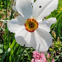 Narcyz jak z ogródka babuni - Narcissus poeticus
