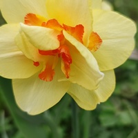 Narcyz żonkil, żonkil (Narcissus jonquilla L.)