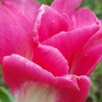 Różowy tulip...