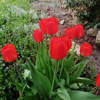 Tulipany..