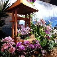 Światowa  Wystawa Orchidei,Bonsai i Sukulentów