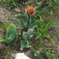 Wypatrzył nowego tulipana....