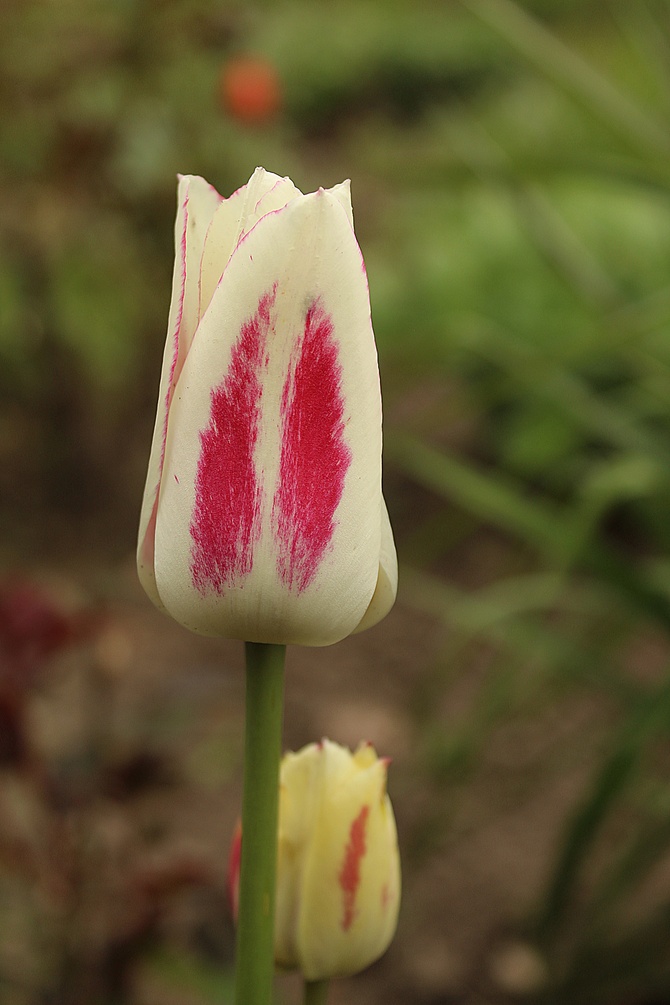 Całuśny tulipan...